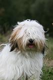 TERRIER DU TIBET 313